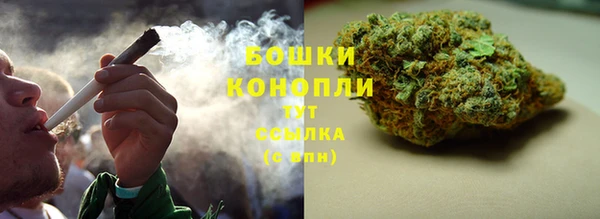 прущие грибы Заводоуковск